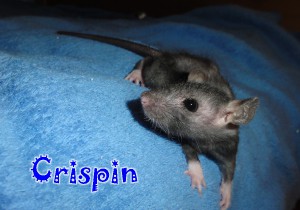 Crispin